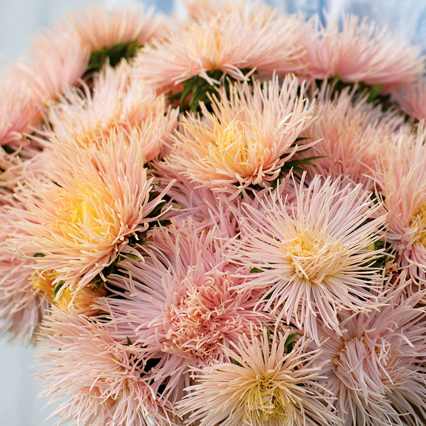 Valkyrie Brunhilde Chamois – China Aster Seed