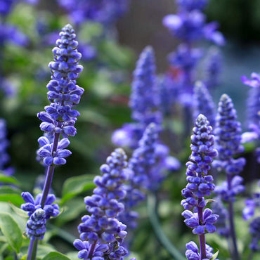 Salvia farinacea Blue Seeds