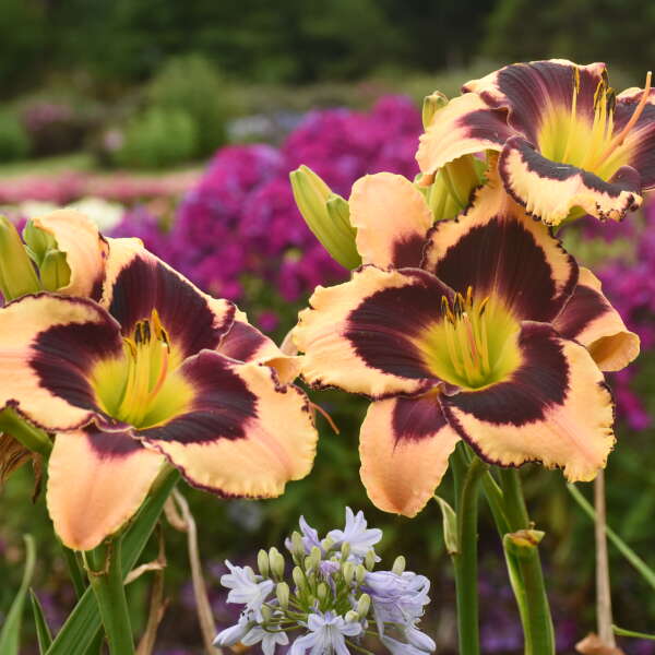 Inkheart Reblooming Daylily