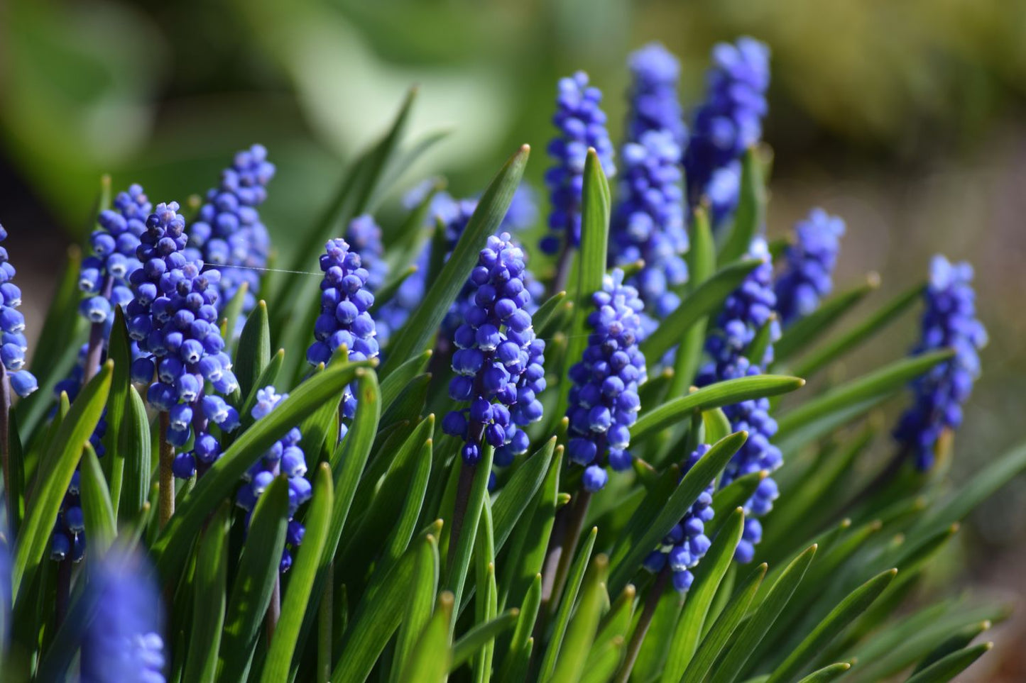 Blue Grape Hyacinth Super Sak Seeds