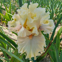 Bearded Iris- Cotillion Gown