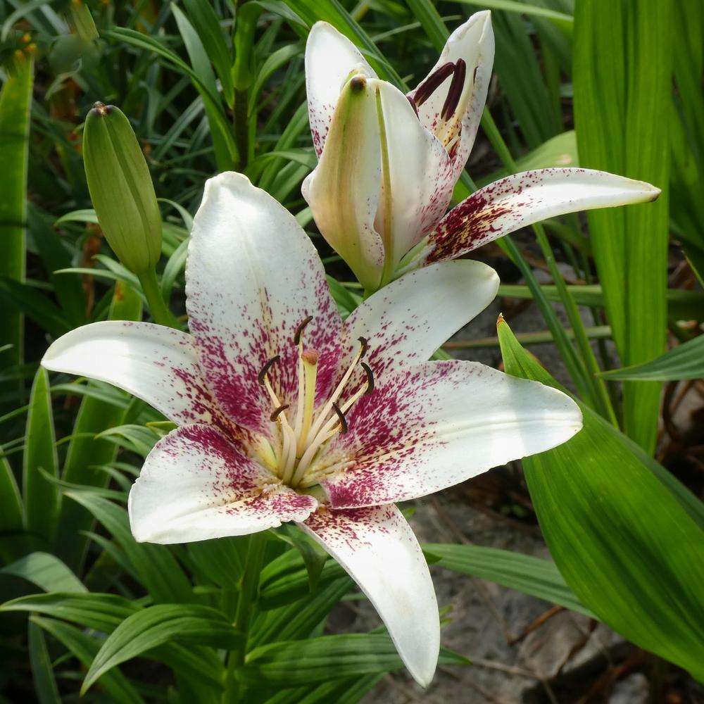 Asiatic Lily- Tribal Kiss