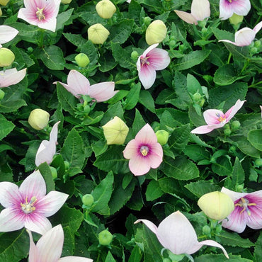 Balloon Flower- Tall Rose