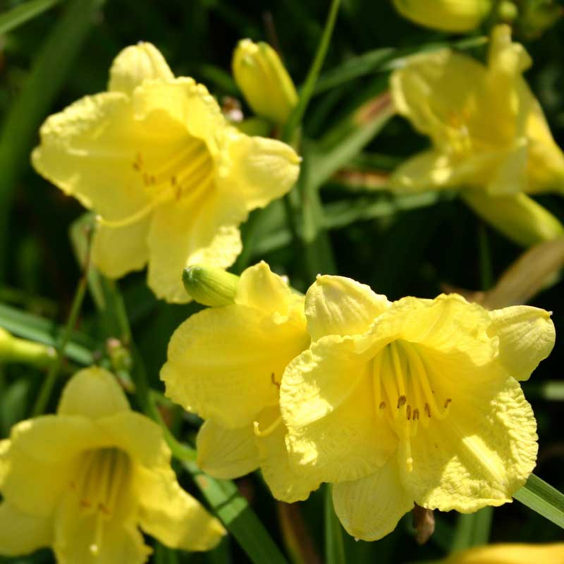 Happy Returns Reblooming Daylily