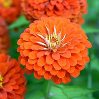 Zinnia Orange Tall Desi Flower Seeds