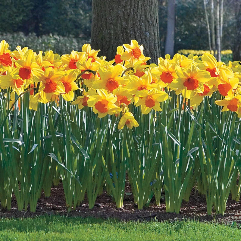 Amazing Naturalizing Daffodil Collection Seeds