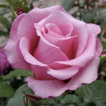 Barbra Streisand Hybrid Tea Rose