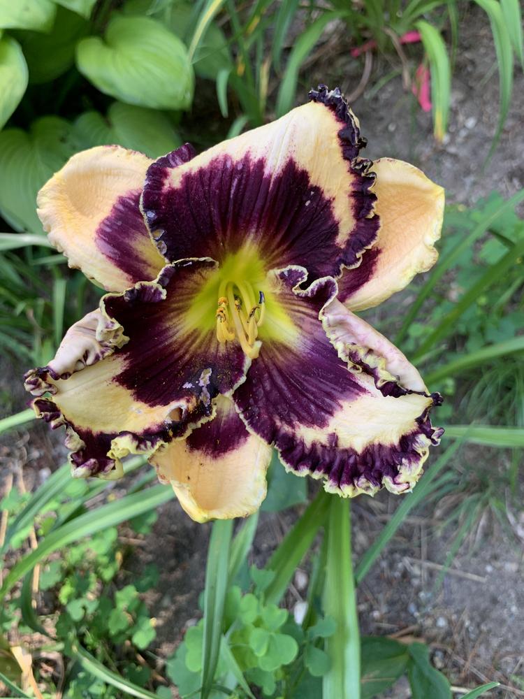 Protègè Reblooming Daylily