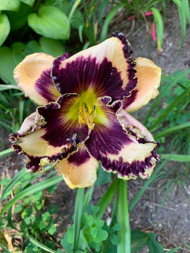 Protègè Reblooming Daylily