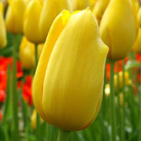 Big Smile Tulip Seeds