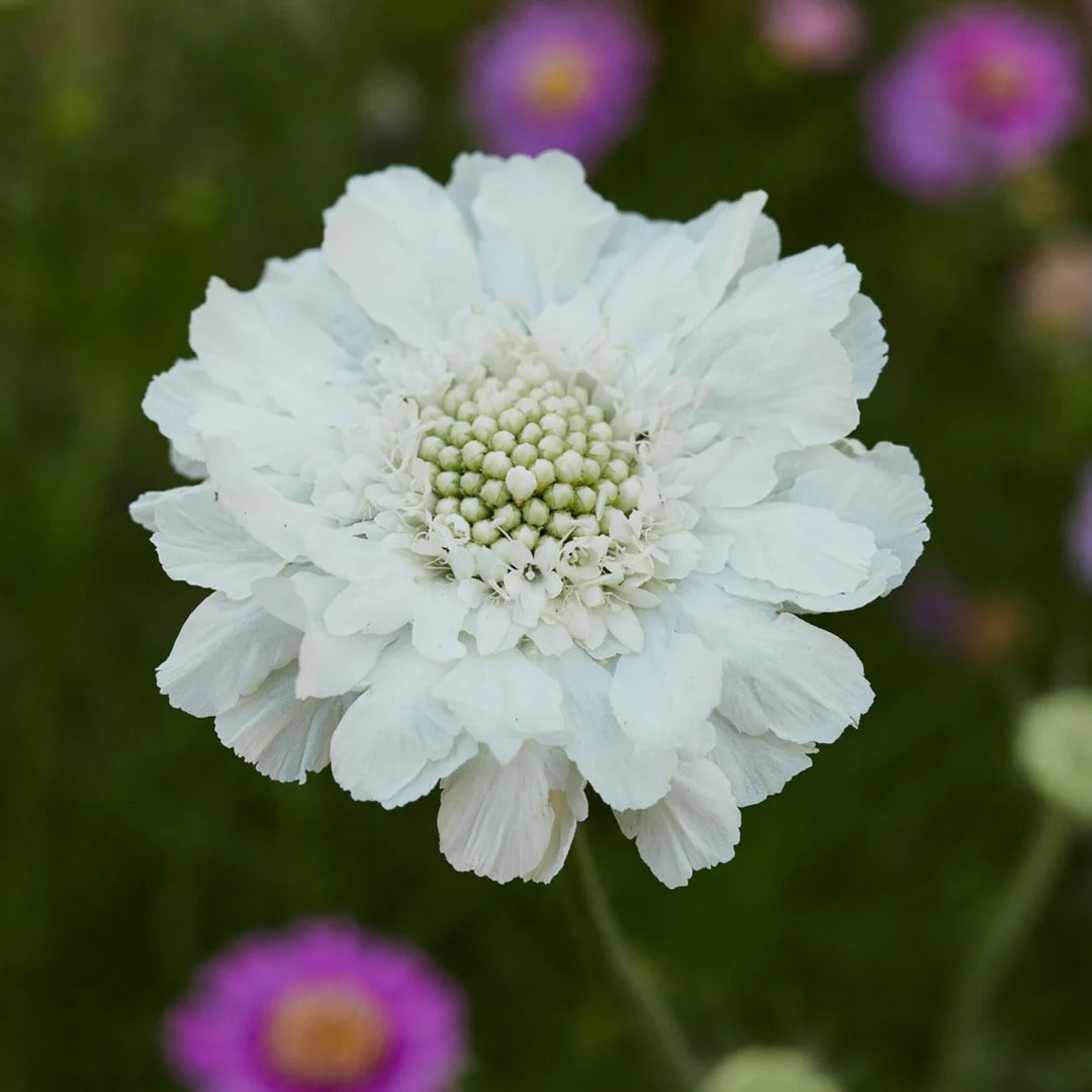 Fama White – Scabiosa Seed