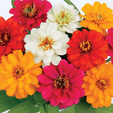 Zinnia Double Mixed Color Seeds