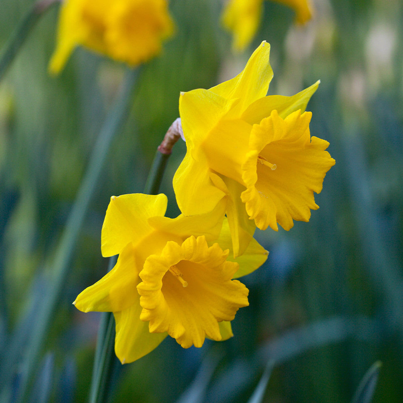 Yellow Trumpet Daffodils Seeds