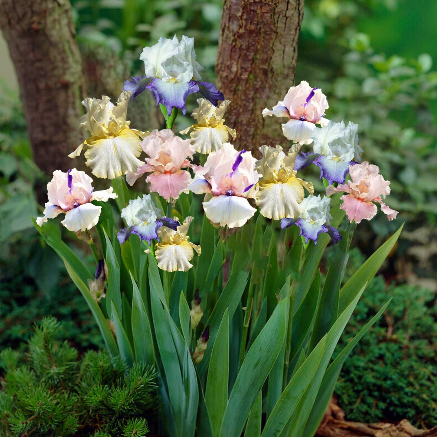 Pastel Bearded Iris Mixture