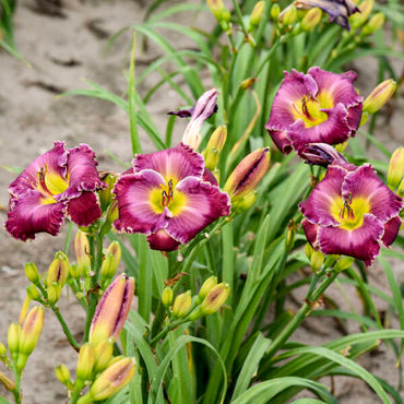 Through a Glass Darkly Reblooming Daylily