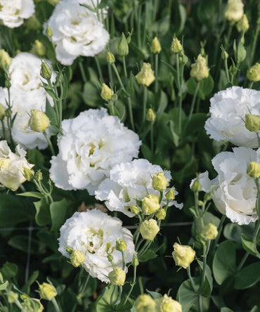 Doublini White – Lisianthus Seed