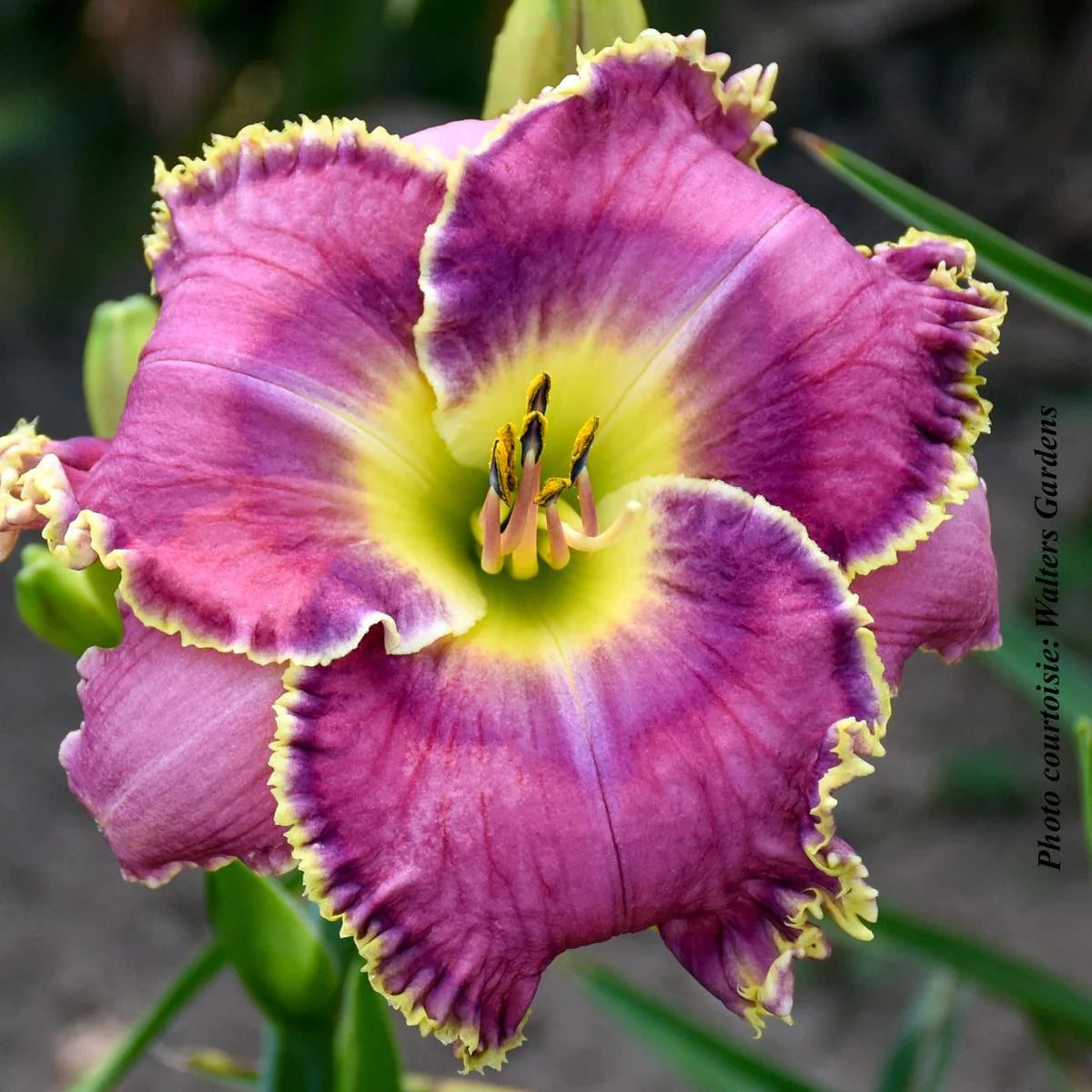 Raspberry Eclipse Reblooming Daylily