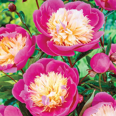 Bowl of Beauty Peony