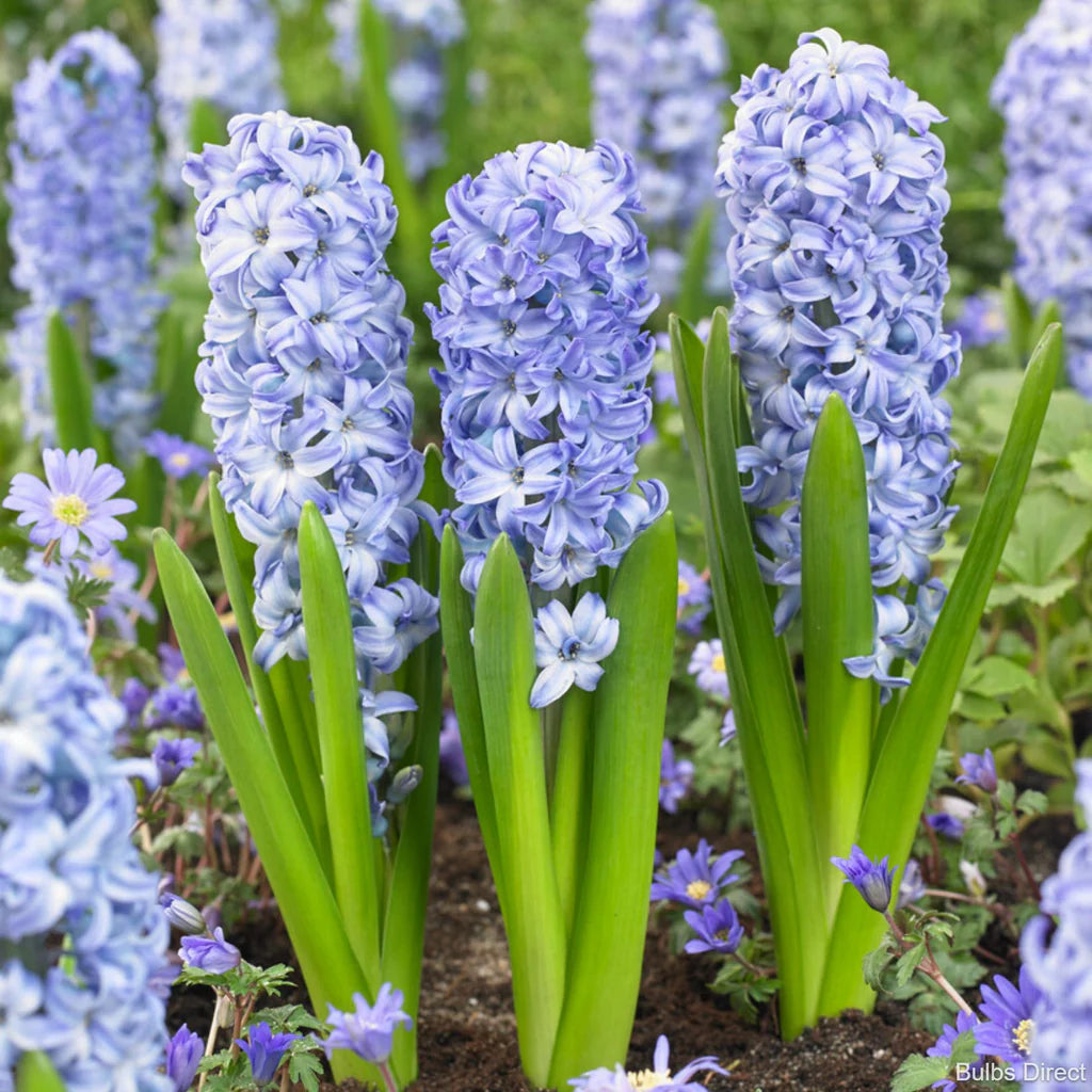 Aqua Hyacinth Seeds