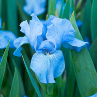 Forever Blue Dwarf Reblooming Bearded Iris