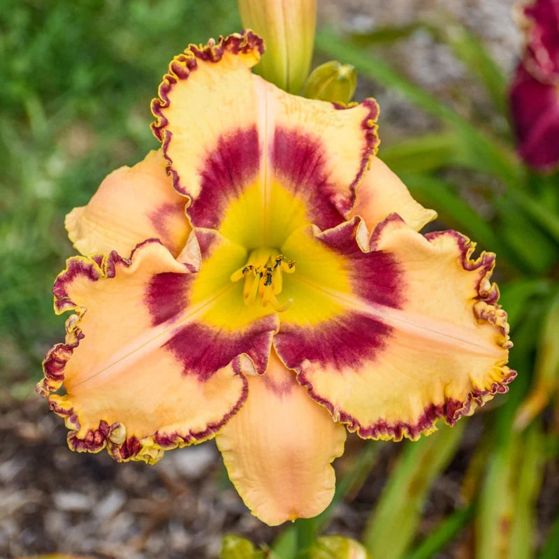 Roswell Reblooming Daylily