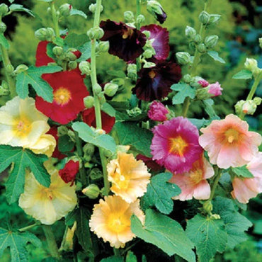 Hollyhock Mixture