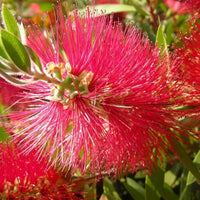 Callistemon Citrinus Bottle Brush Seeds