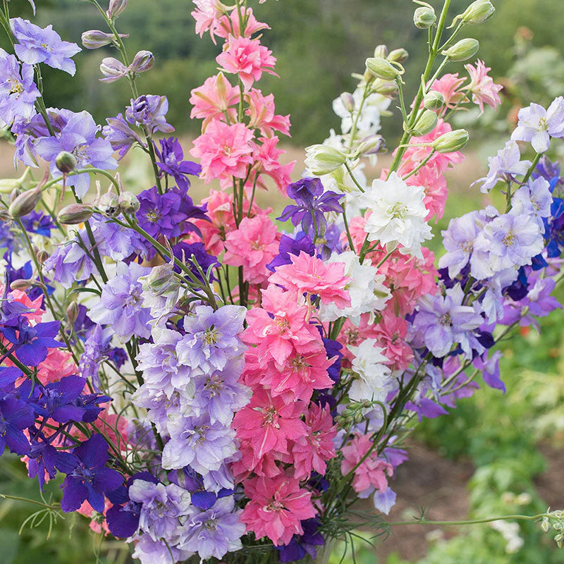 Johnny’s Sublime Mix – Larkspur Seed