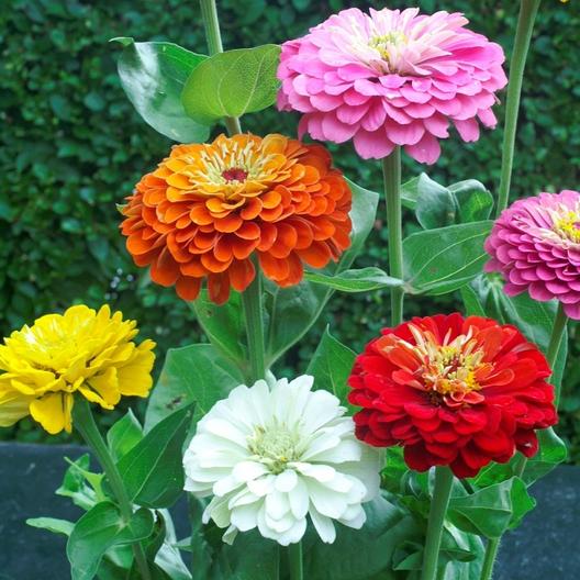 Zinnia Dahlia Mixed Color Seeds