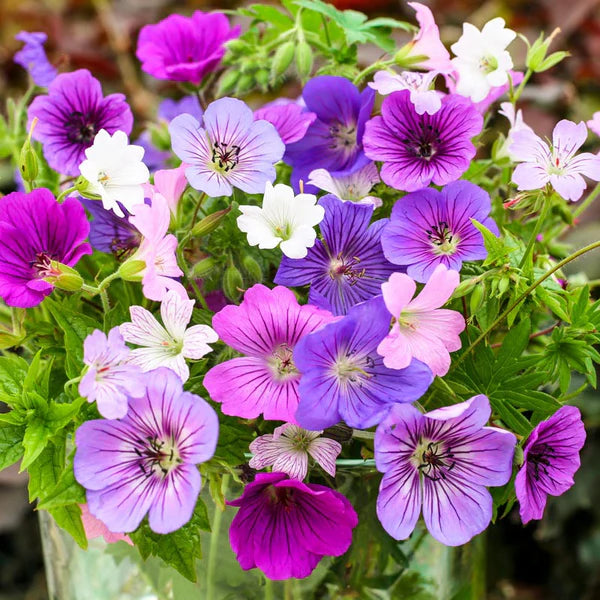 Hardy Geranium Mixture Super Sak