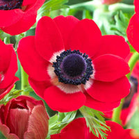 Anemone- De Caen Red