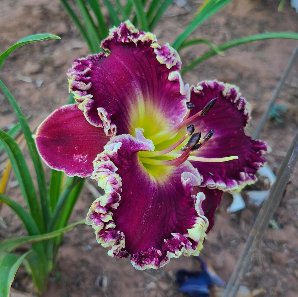 Exhibitionist Reblooming Daylily