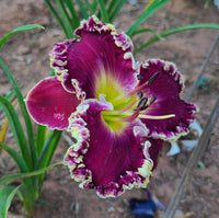 Exhibitionist Reblooming Daylily