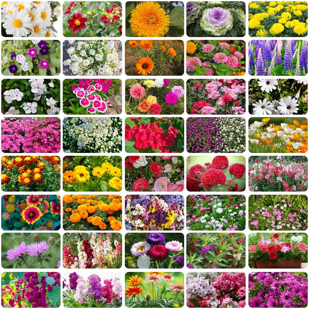 Set of 40 Best  Flower Seeds