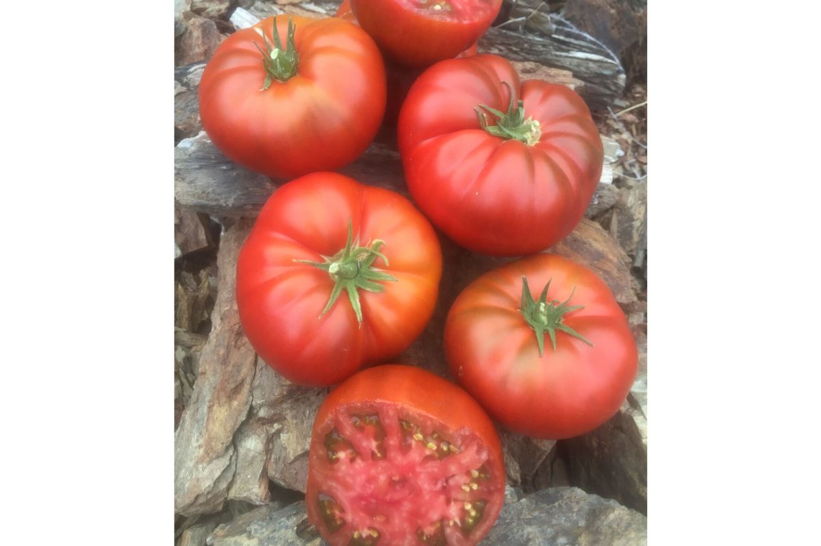 Tasmanian Chocolate – Organic Tomato Seed