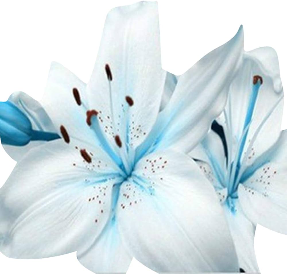 Blue Heart Lily Seeds Lily Flower Seeds For Home Garden