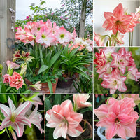 Amaryllis Bulb