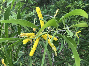 Acacia Auriculiformis, Australian Babul - Seeds