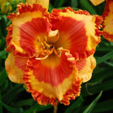 Fascinating Colors Reblooming Daylily