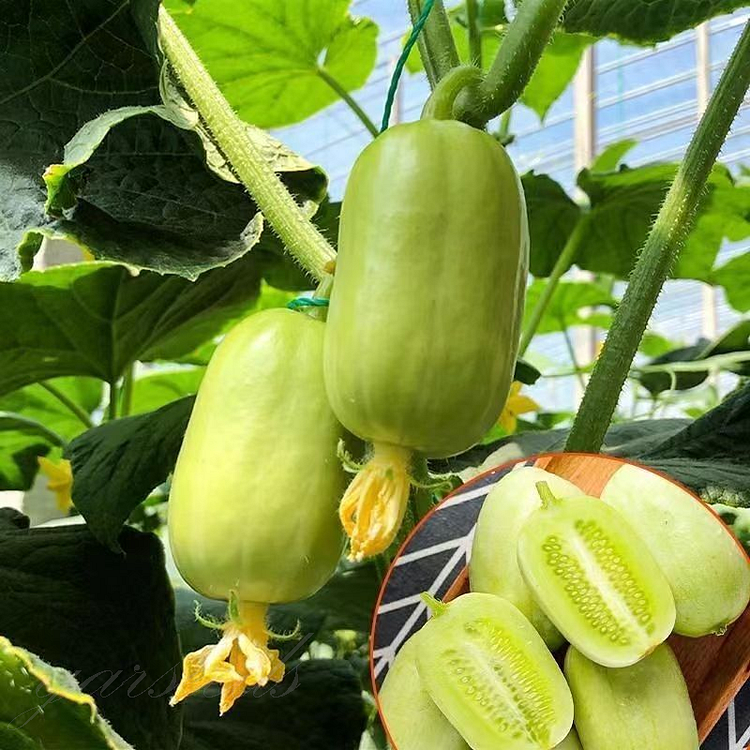 Tiny Thumb Cucumber Seeds