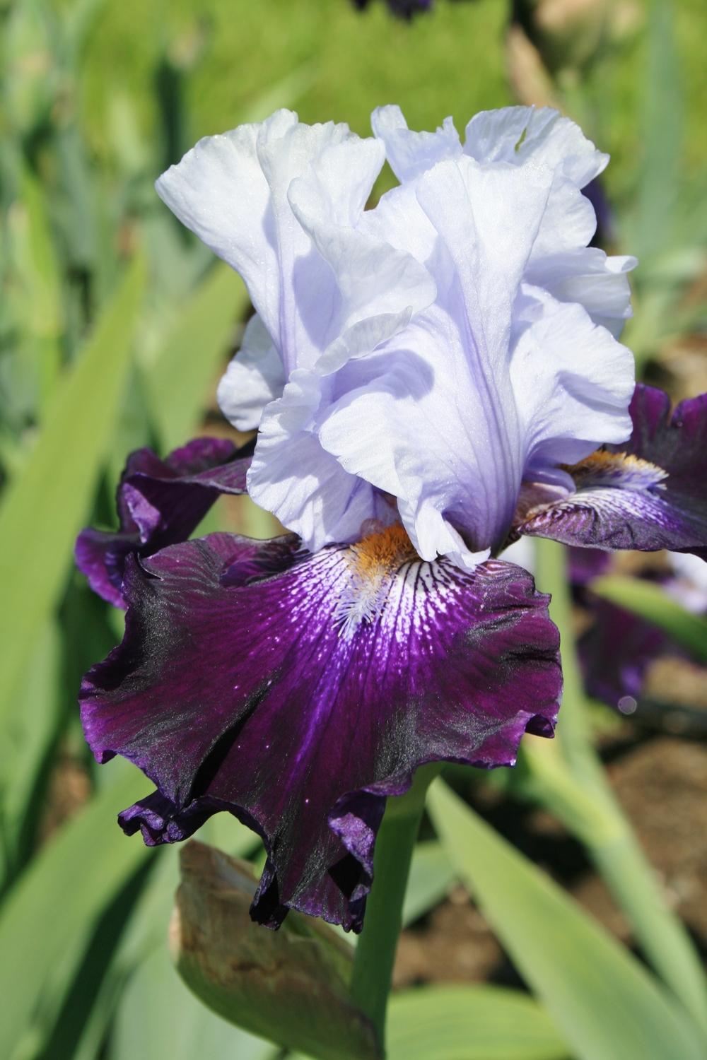 Tempting Fate Bearded Iris Seeds