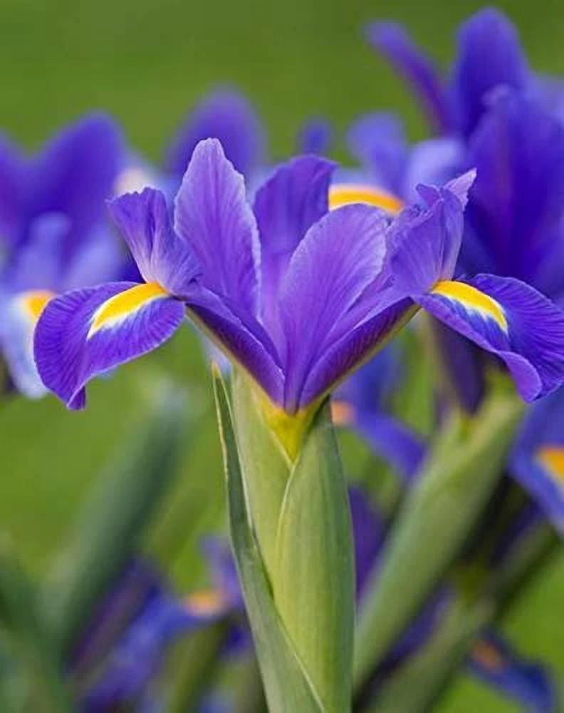 Iris Professor Blauw Bulbs