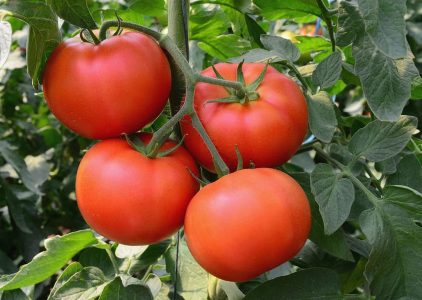 Tomato Round Vegetable Seeds