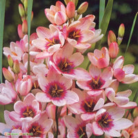 Ixia Giant Pink Bulbs