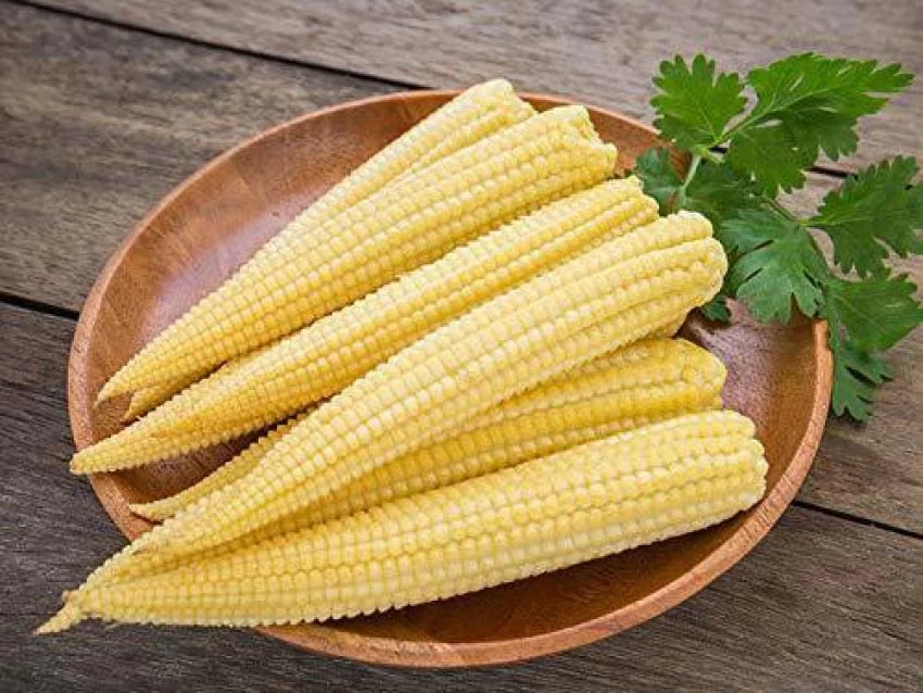 Baby Corn Hybrid Vegetable Seeds