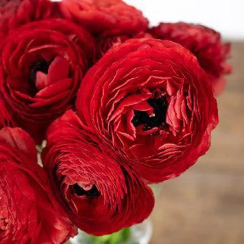 Ranunculus Red Bulbs