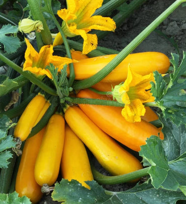 Zucchini- Gold Rush F1