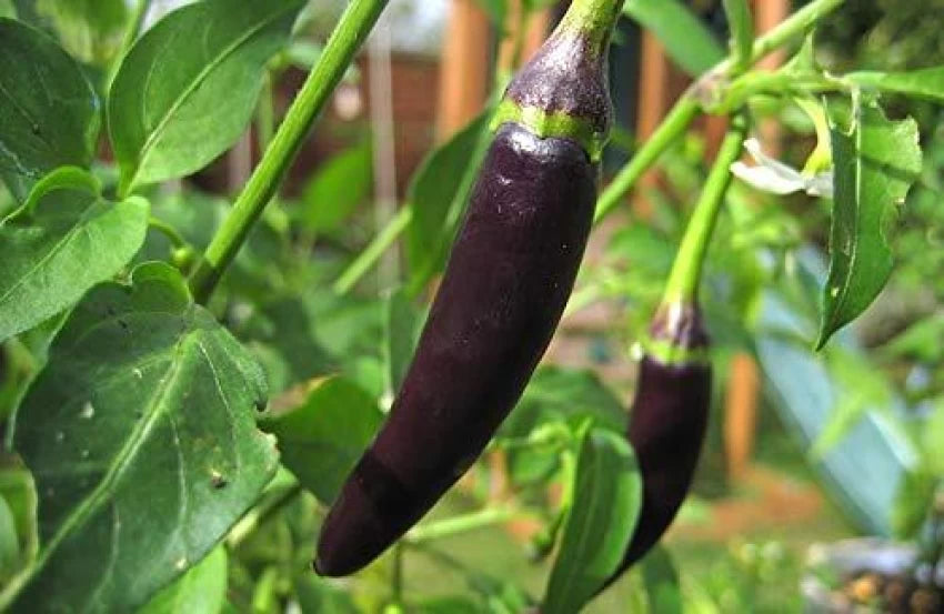 Chilli Hybrid Deep Kali Vegetable Seeds