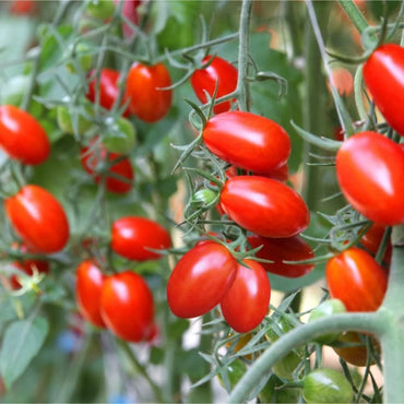 Verona – Tomato Seed