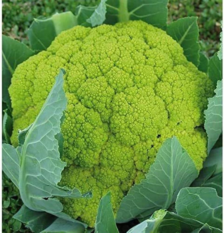 Vitaverde – Cauliflower Seed